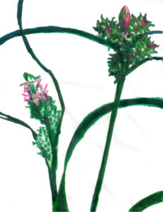 Christine Laquet -