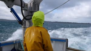 Christine Laquet - Neomysis (Collecting Phytoplankton)