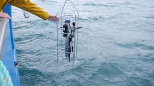 Christine Laquet - Neomysis (Collecting Phytoplankton)
