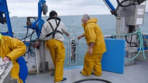 Christine Laquet - Neomysis (Collecting Phytoplankton)