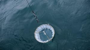 Christine Laquet - Neomysis (Collecting Phytoplankton)
