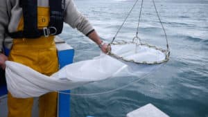Christine Laquet - Neomysis (Collecting Phytoplankton)