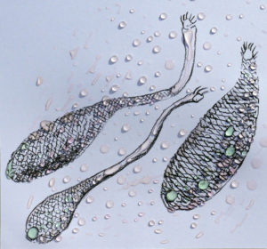Christine Laquet - cyanobactéries