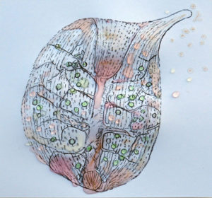 Christine Laquet - cyanobactéries